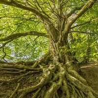 atelier Reiki, massage, soin énergétique Le monde enchanté des Esprits de la Nature au magnifique Lac du Bois de Boulogne   