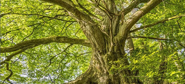 Les  arbres  guides intérieurs