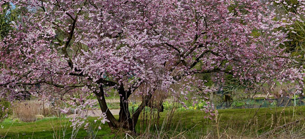Les  arbres  guides intérieurs