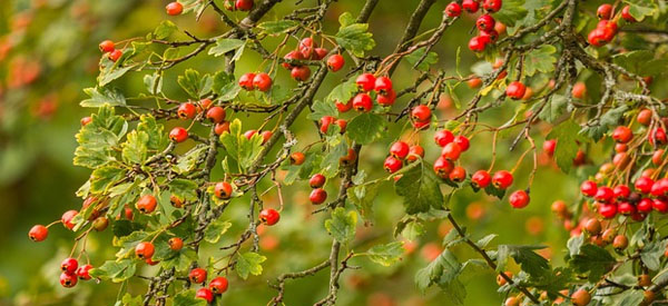Les  arbres  guides intérieurs