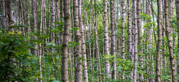 Les  arbres  guides intérieurs