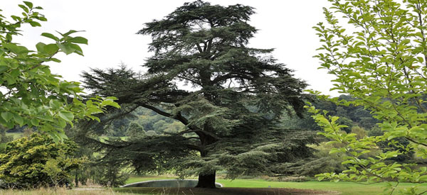 Les  arbres  guides intérieurs