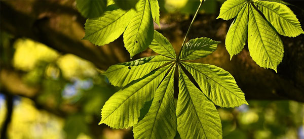 Les  arbres  guides intérieurs