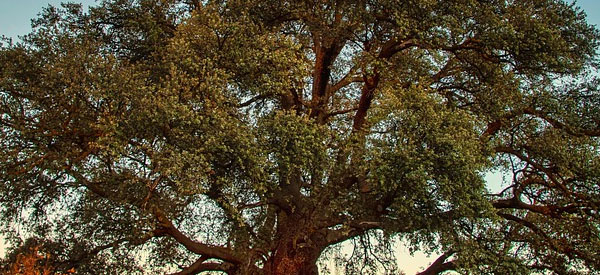 Les  arbres  guides intérieurs
