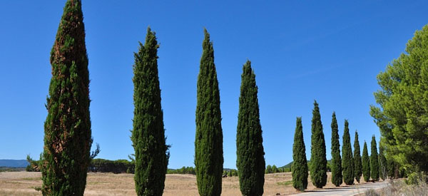 Les  arbres  guides intérieurs