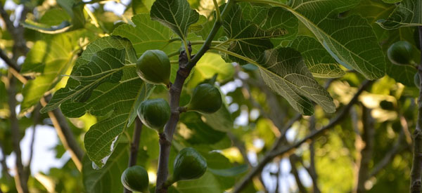 Les  arbres  guides intérieurs