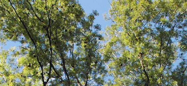 Les  arbres  guides intérieurs