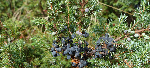 Les  arbres  guides intérieurs