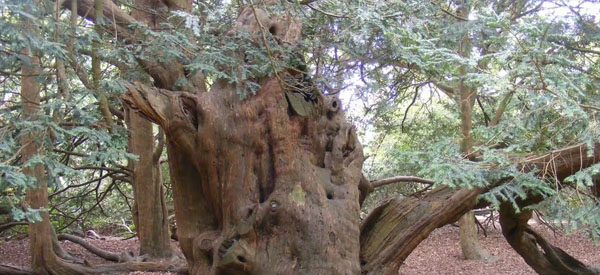 Les  arbres  guides intérieurs