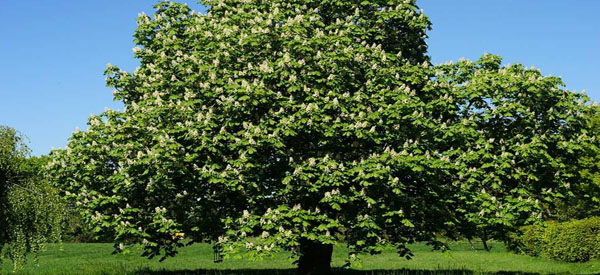 Les  arbres  guides intérieurs
