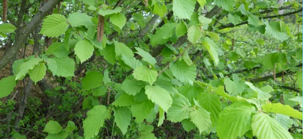 Les  arbres  guides intérieurs