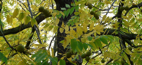 Les  arbres  guides intérieurs