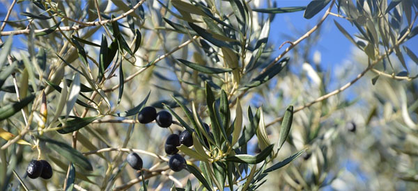 Les  arbres  guides intérieurs