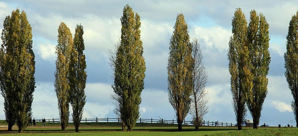 Les  arbres  guides intérieurs