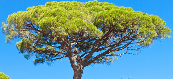 Les  arbres  guides intérieurs