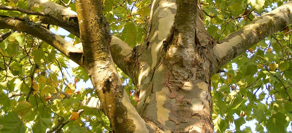 Les  arbres  guides intérieurs