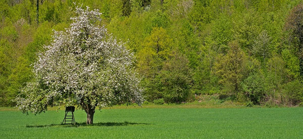 Les  arbres  guides intérieurs