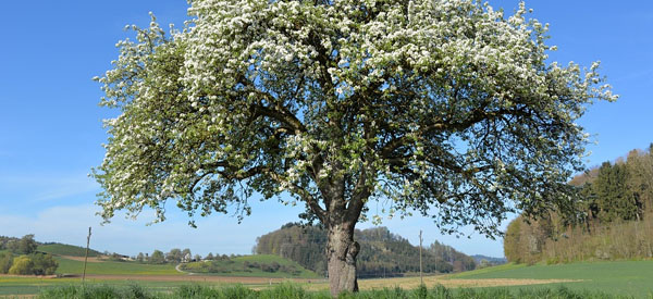 Les  arbres  guides intérieurs