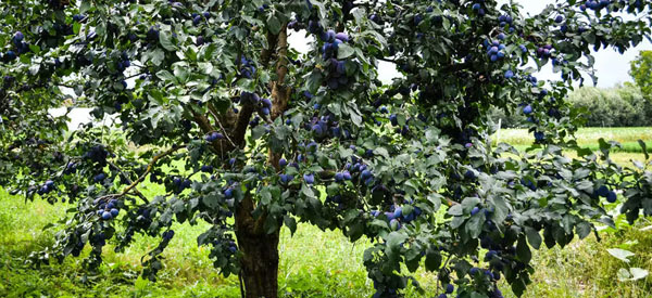 Les  arbres  guides intérieurs