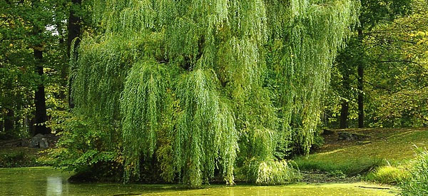 Les  arbres  guides intérieurs