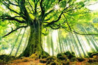 stage Reiki, massage, soin énergétique Stage de soins énergétiques à BROCELIANDE - La forêt enchantée